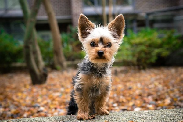 What are the best ways to exercise a small dog?