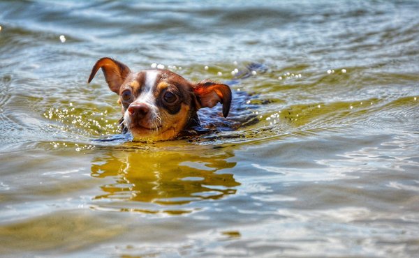 Baking for beginners: recipes and tips